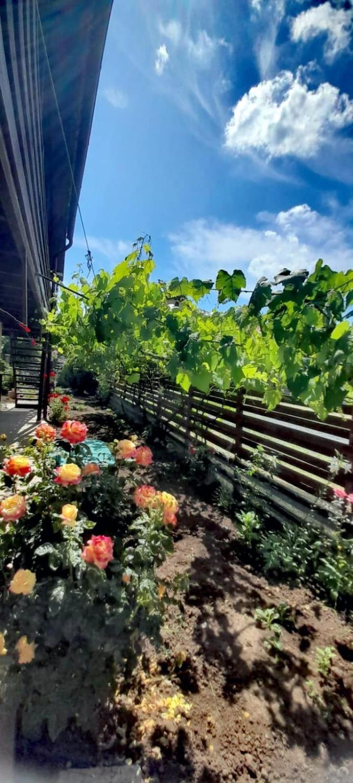 Ferienwohnung Casa Calin Vama Veche Exterior foto